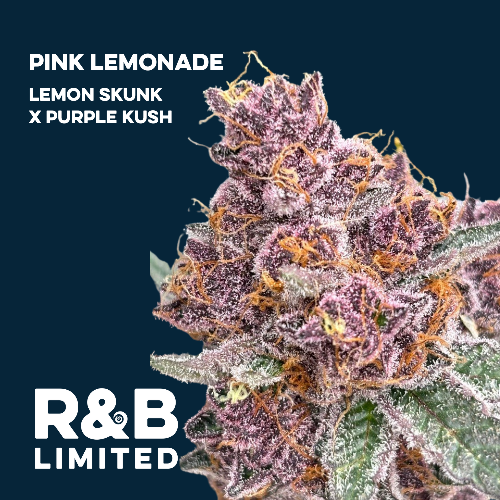 Photograph of product: Pink Lemonade | Flower | 3.5g