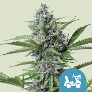 Photograph of product: RQS | IGrowcan - Fast Eddy Autoflower