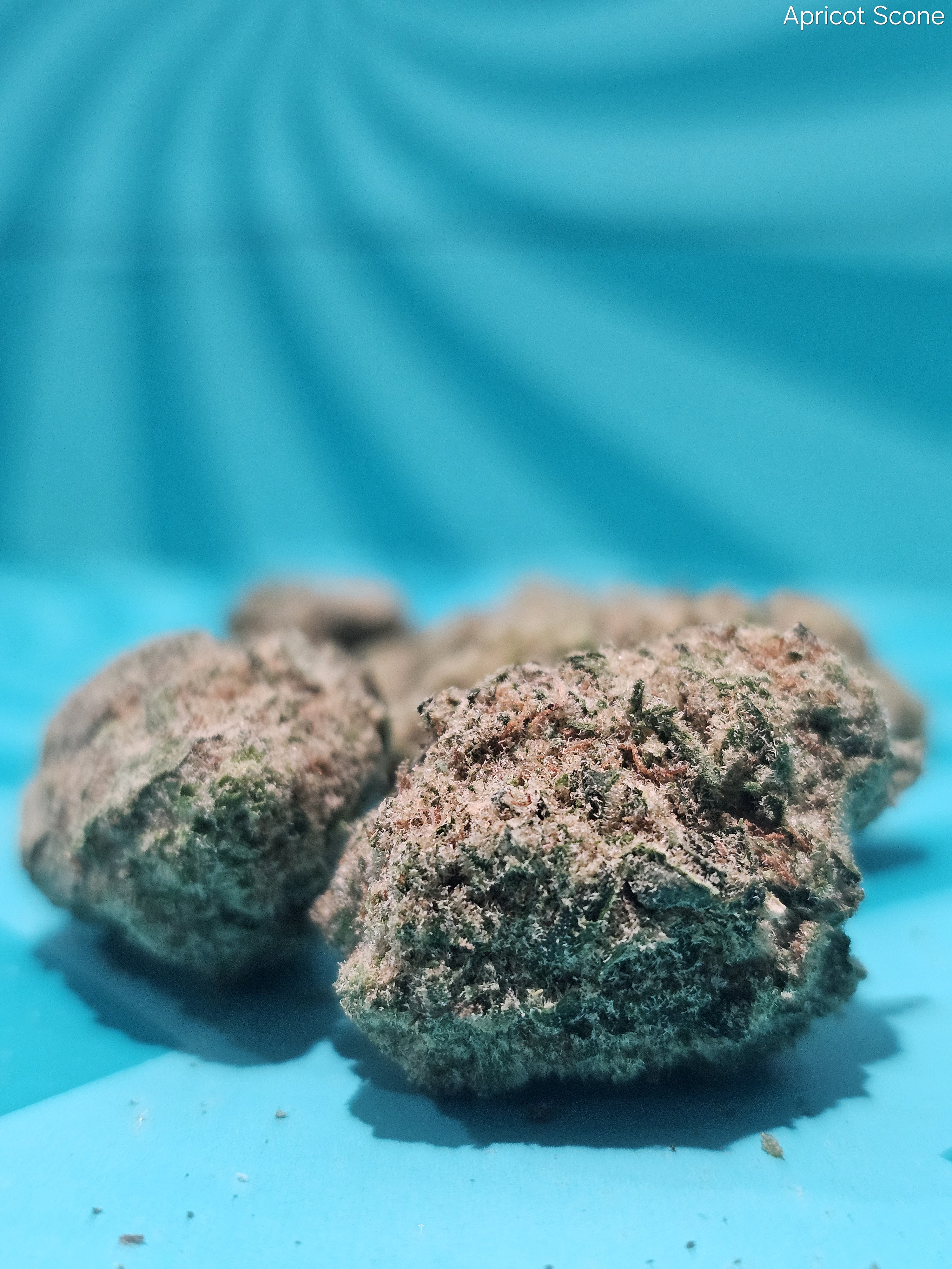 Photograph of product: PF | Flower | REC - Apricot Scone - 28g