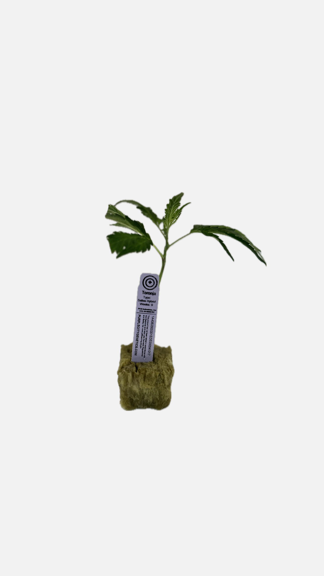 Photograph of Product: Purple City Genetics - Toronja Clone