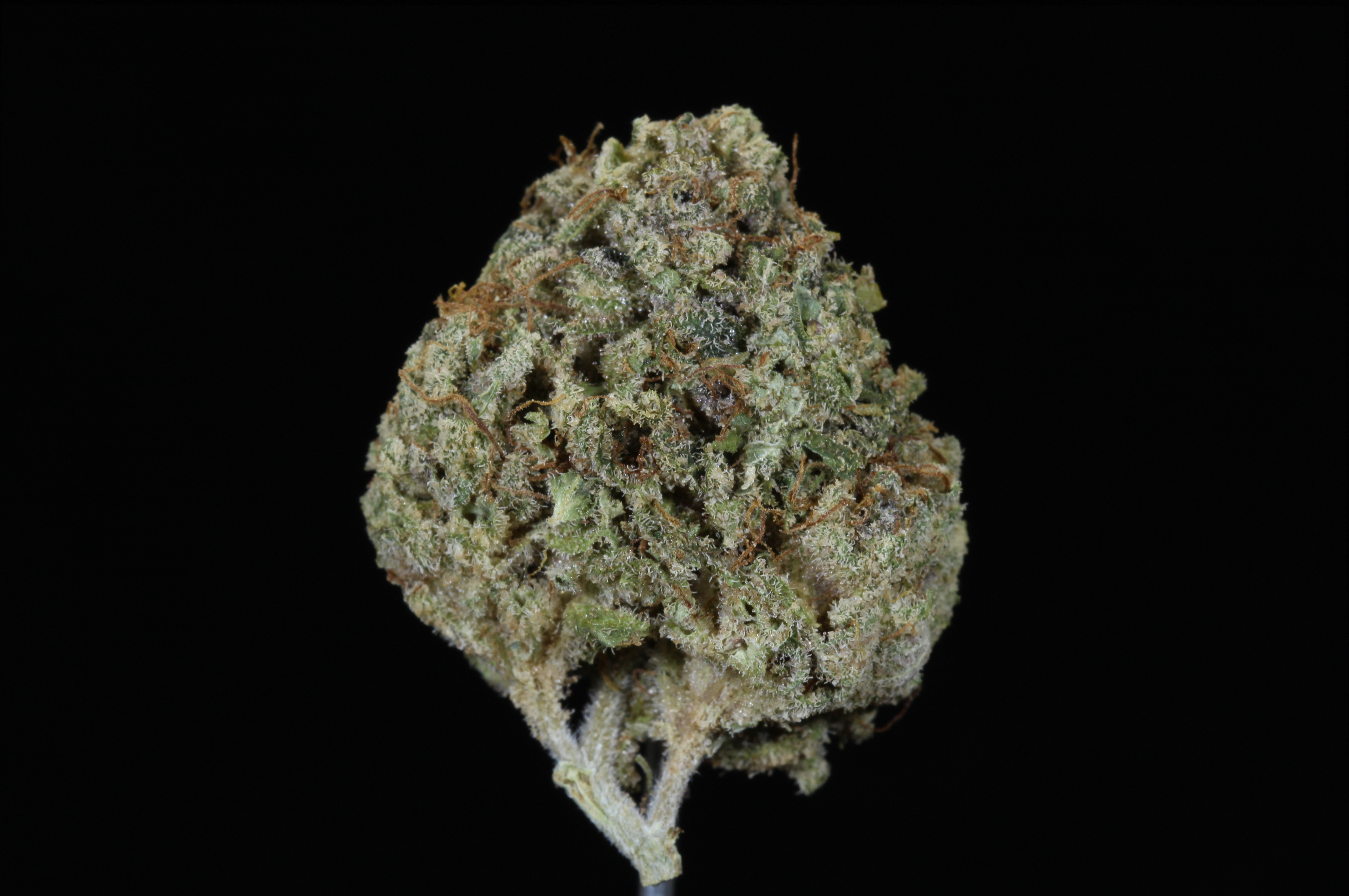 Photograph of product: Purple Berry Kush (30.03% TH-oui)