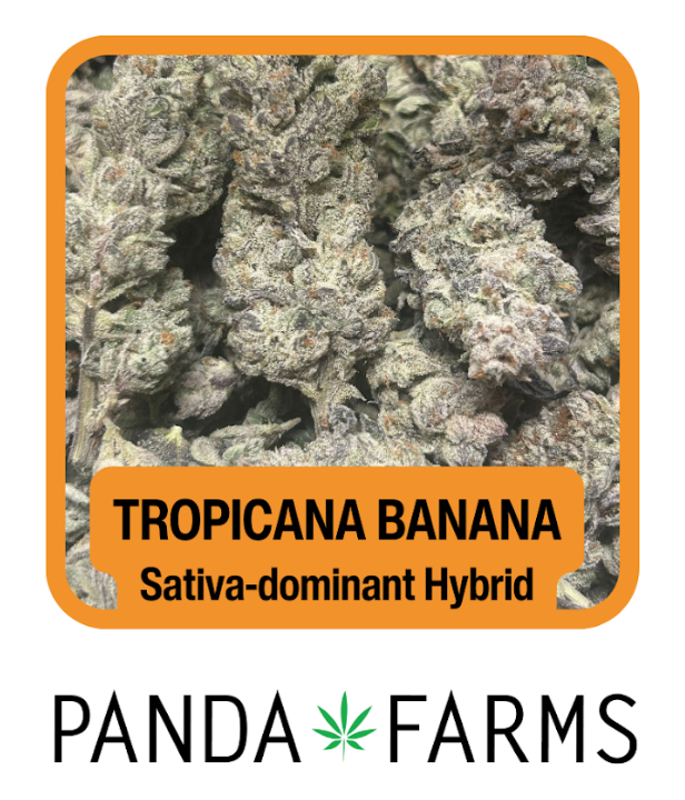 Photograph of product: [REC] Panda Farms | Trop Nana | 3.5g Flower