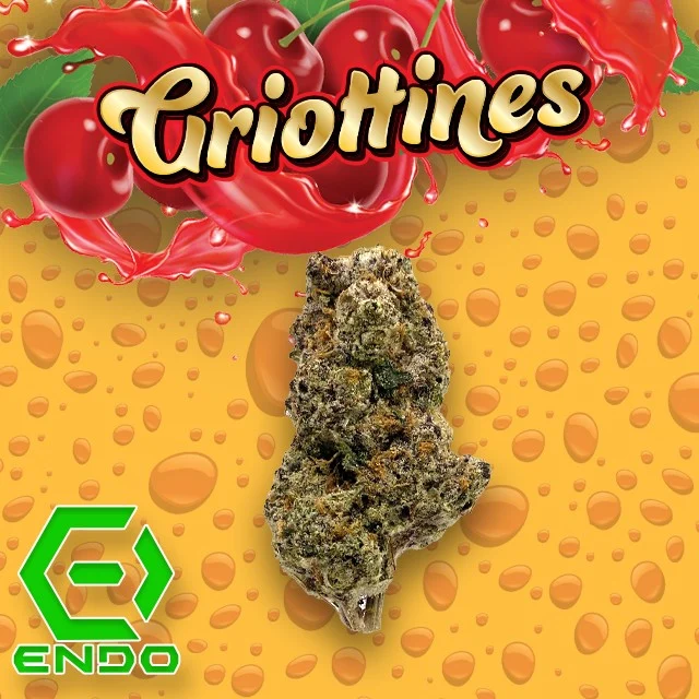 Photograph of product: Endo | Griottines Pre-Pack Flower - 3.5g