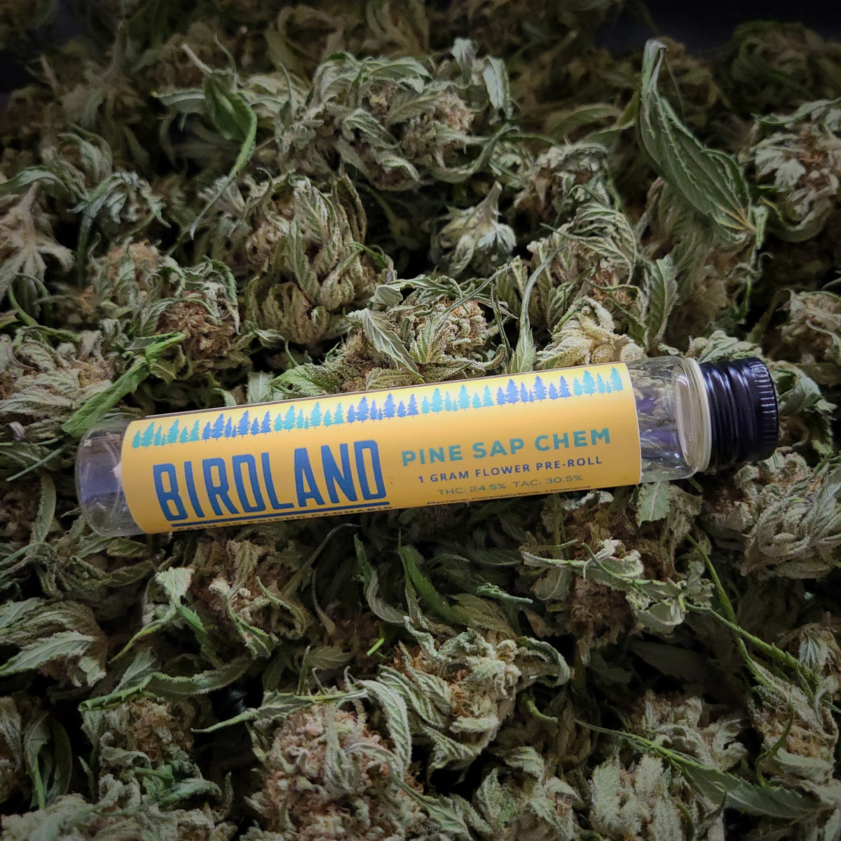 Photograph of product: Birdland | Pine Sap Chem | 1g Pre Roll