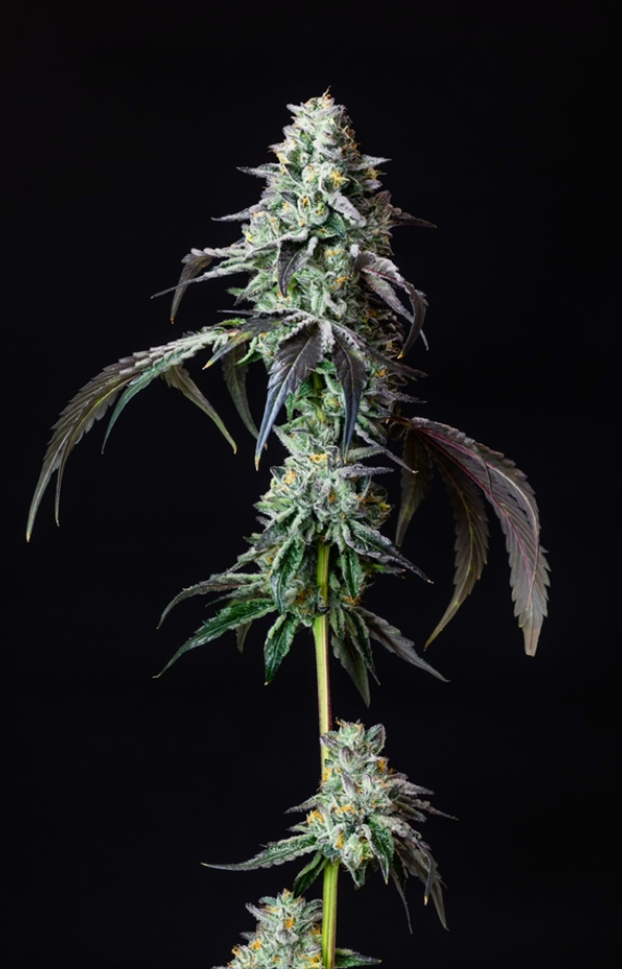 Photograph of product: Midnight | 14g