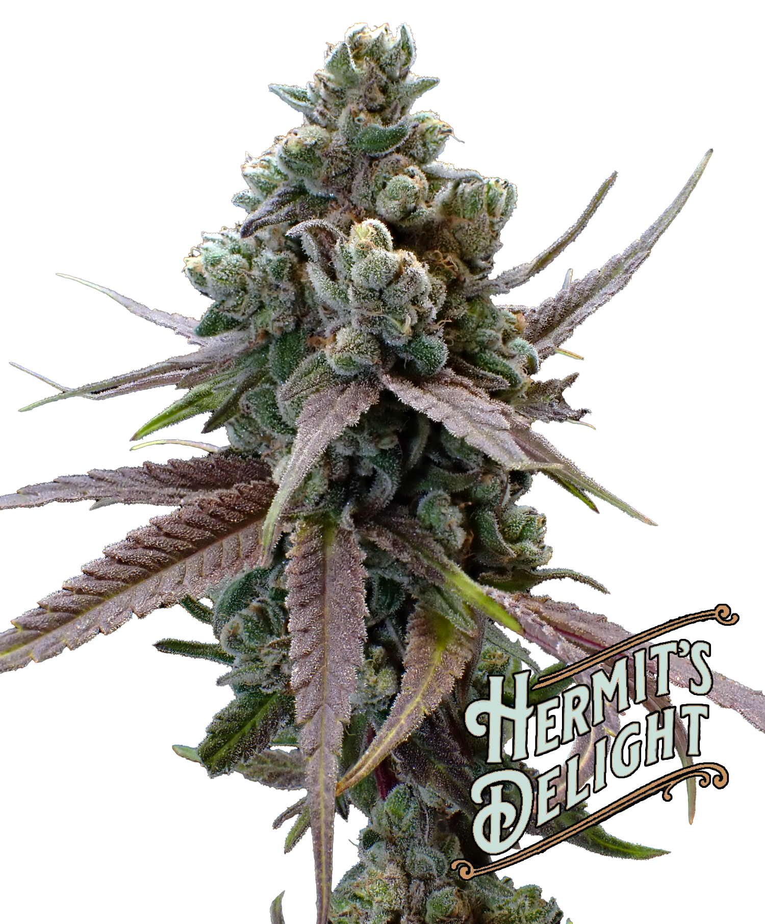 Photograph of product: Big Black Gorilla - Hermit's Delight - 28g Pre-Packaged Smalls 1oz's
