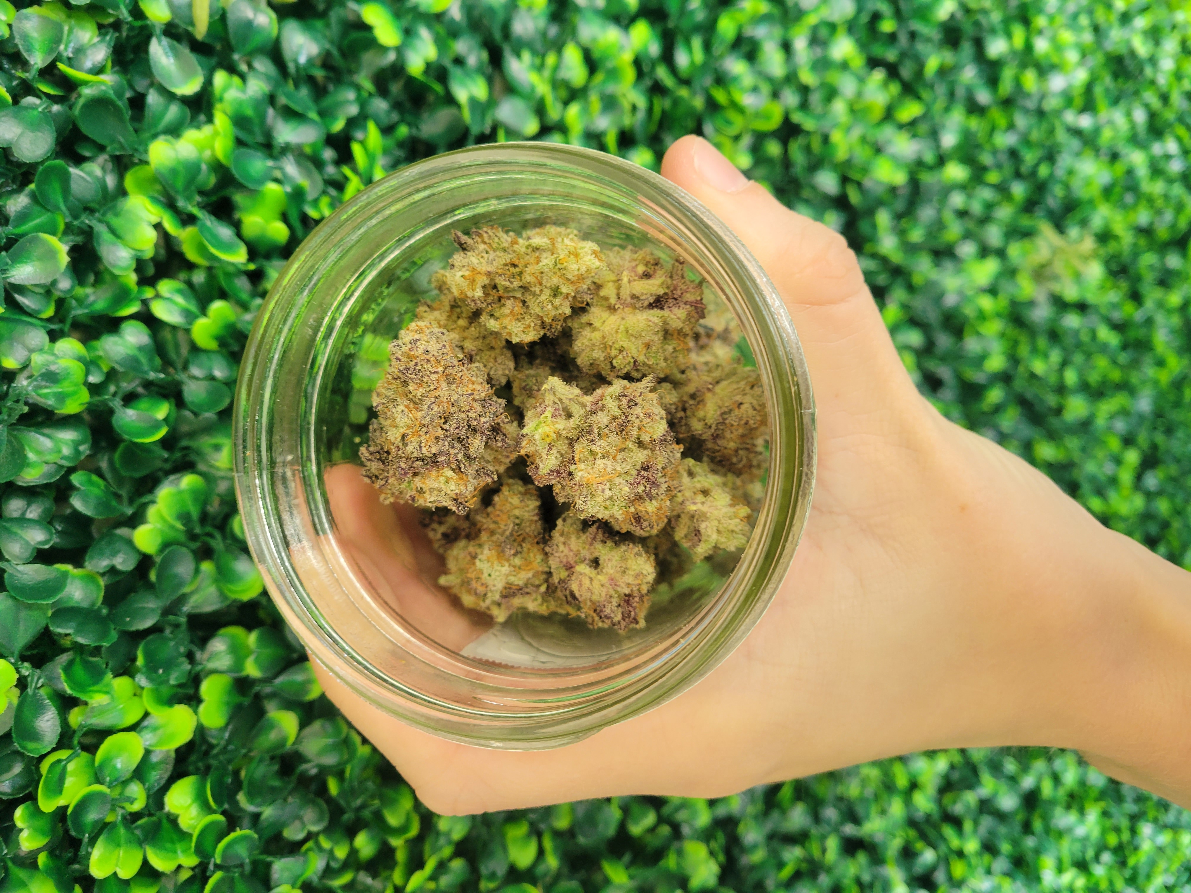 Photograph of product: MAC1 (Miracle Alien Cookies) - 28g