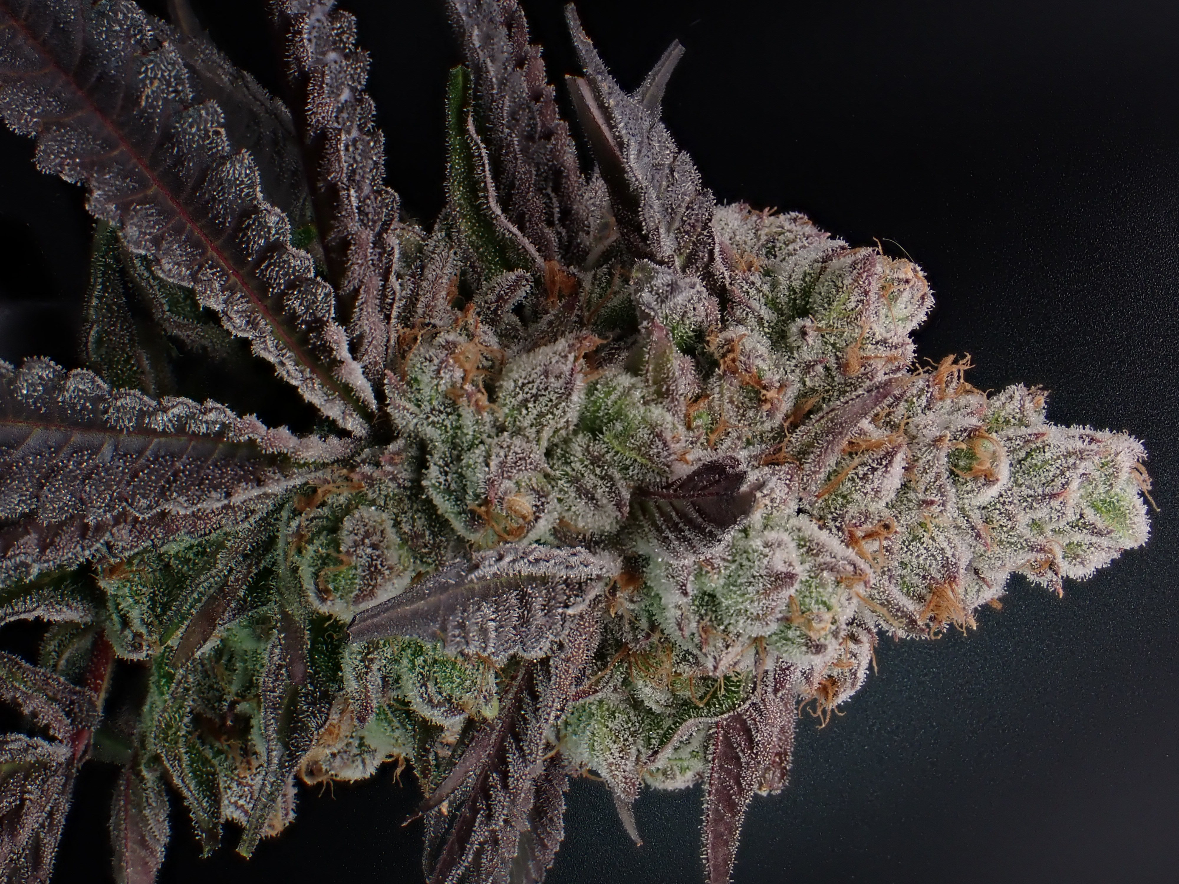 Photograph of product: Apple Tartz  #3 - Hermit's Delight - *** Pre-Packaged Big Buds 1/8oz - 7g