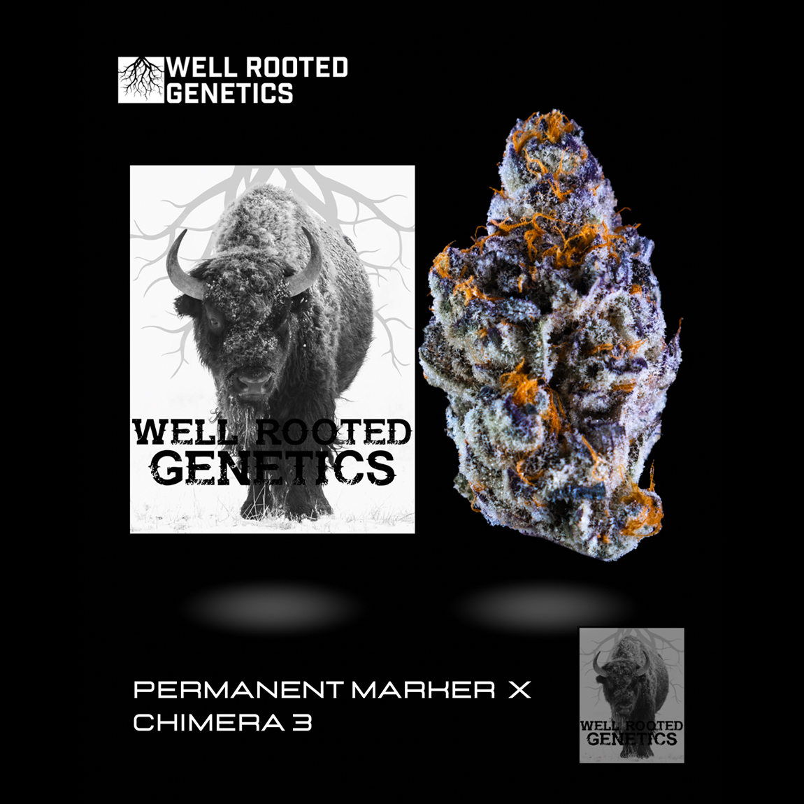 Photograph of product: Well Rooted | Great White Buffalo | 3.5g