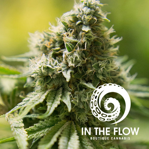 Photograph of product: In The Flow - Flower - Super Buff Cherry - Bulk - 28g