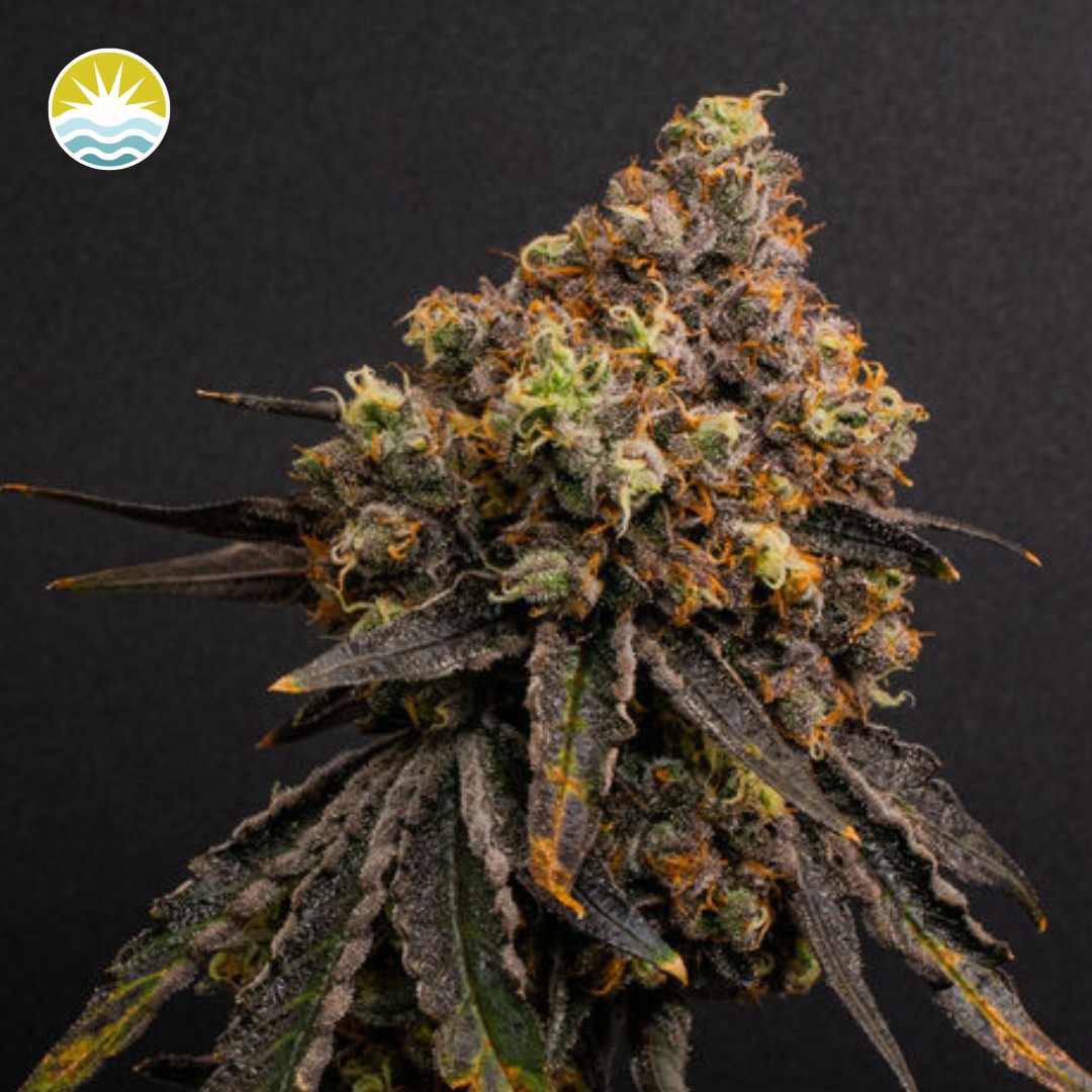 Photograph of product: Zangria (I) Small Buds| Baked Beans - 14g