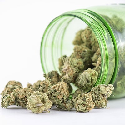 Photograph of product: Glueberry | $25 PRE PACKED 1/4 | Grown by Skunk Valley Farm