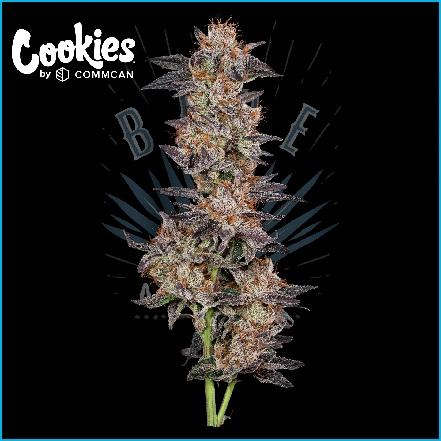 Photograph of product: Granddaddy Pluto | 3.5g | Premium Buds