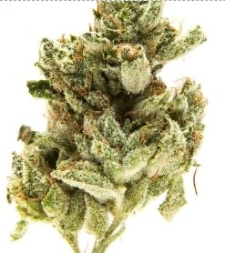 Photograph of product: $5 1g - Data #1 x White Truffle - Truforia