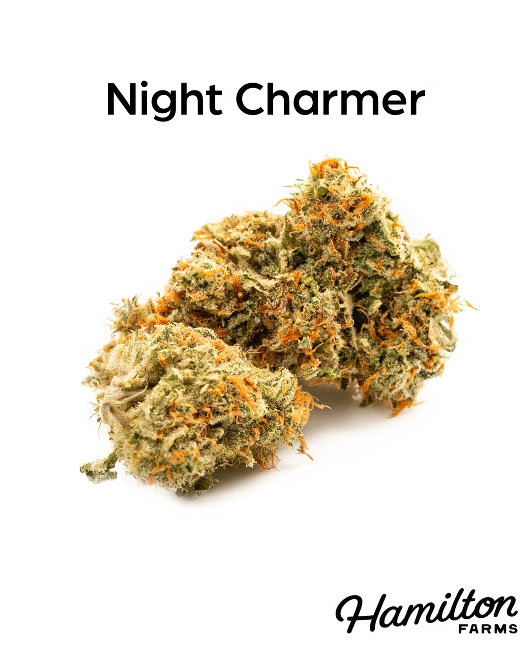 Photograph of Product: Night Charmer Premium | Premium Flower