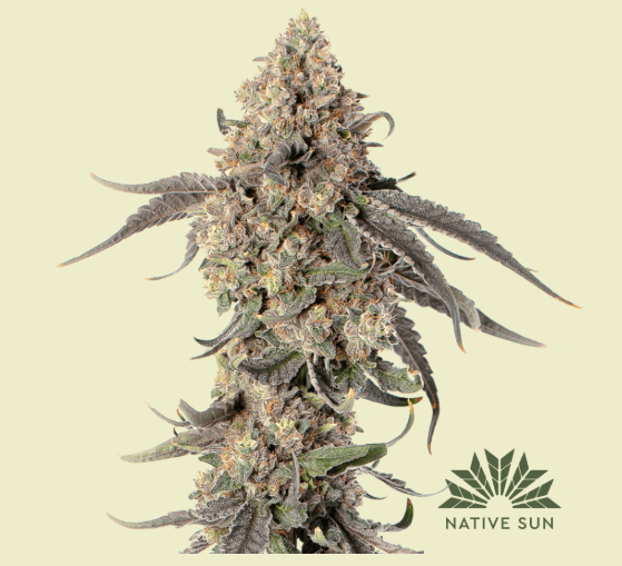 Photograph of product: Native Sun Black Magic (H) Flower 3.5g