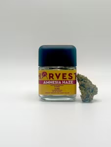 Photograph of product: Harvest | Amnesia Haze | Jar | 3.5 - 3.5g