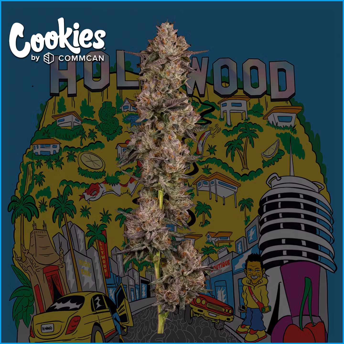 Photograph of product: Hollywood | Flower | - 14g