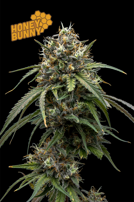 Photograph of product: Full Tilt Labs - Honey Bunny - 3.5g Flower