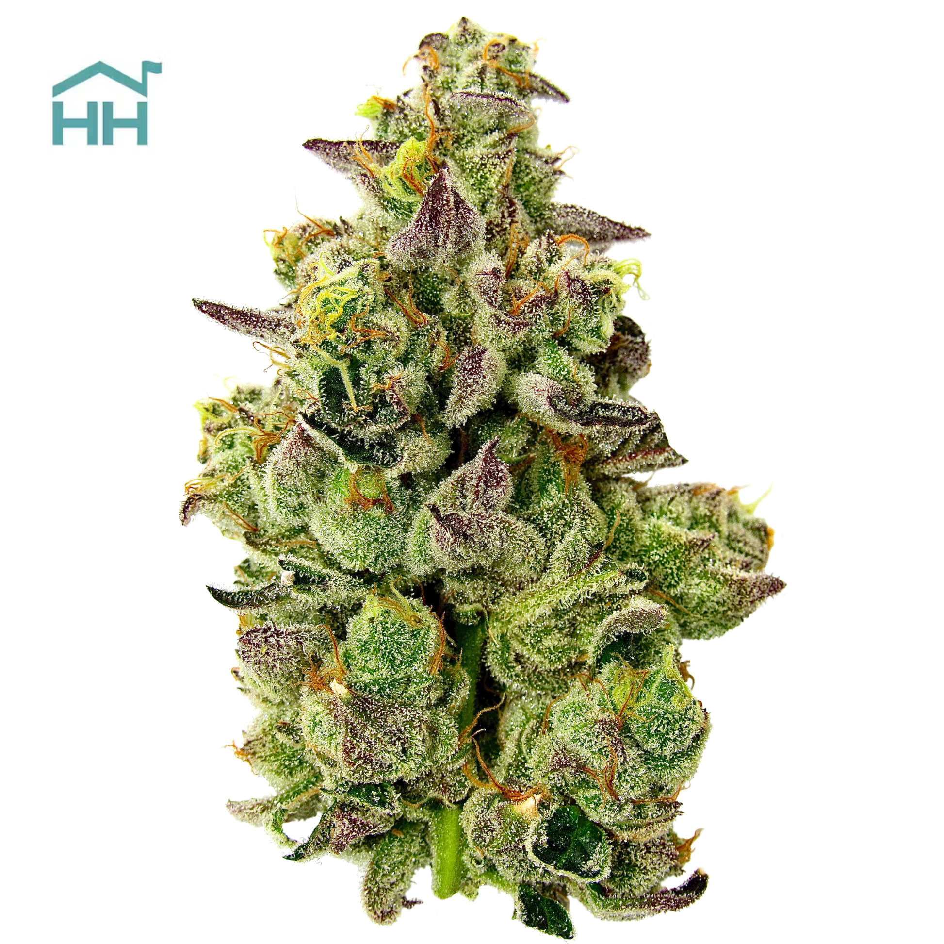Photograph of Product: Runtz 3.5g Flower Harbor House Collective