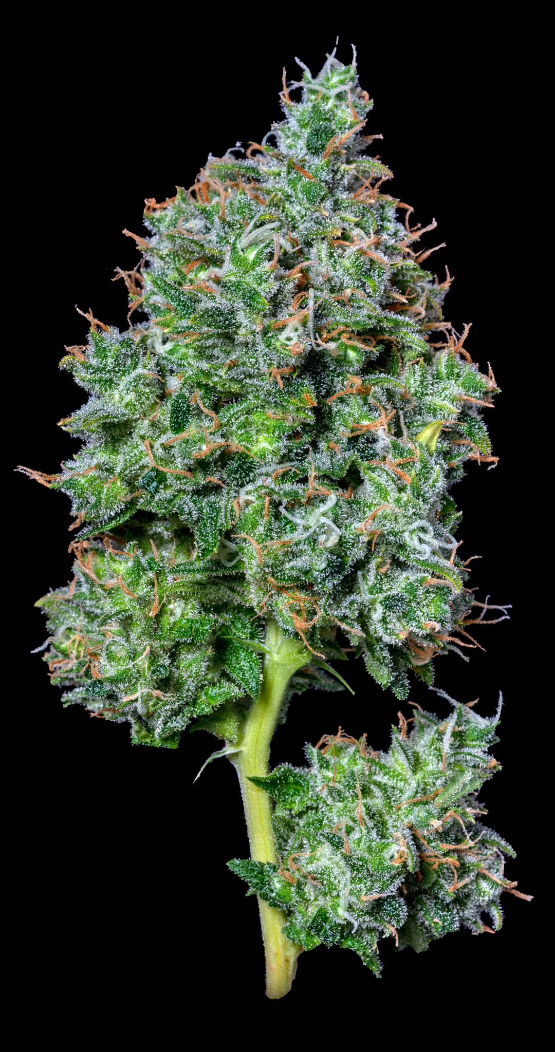Photograph of product: Maui Magilla Glue - 3.5g