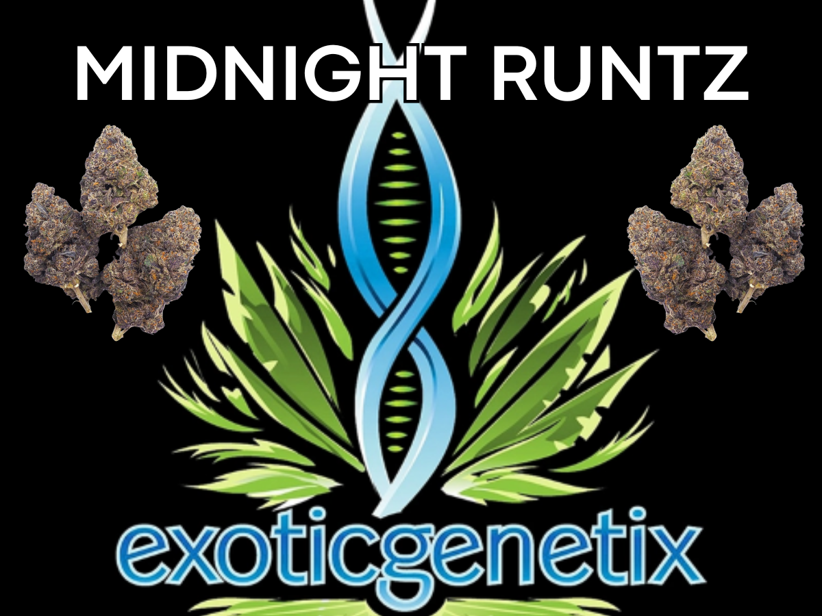 Photograph of product: EXOTIC GENETIX | MIDNIGHT RUNTZ | BULK | Oui'd/HYBRID - 28g