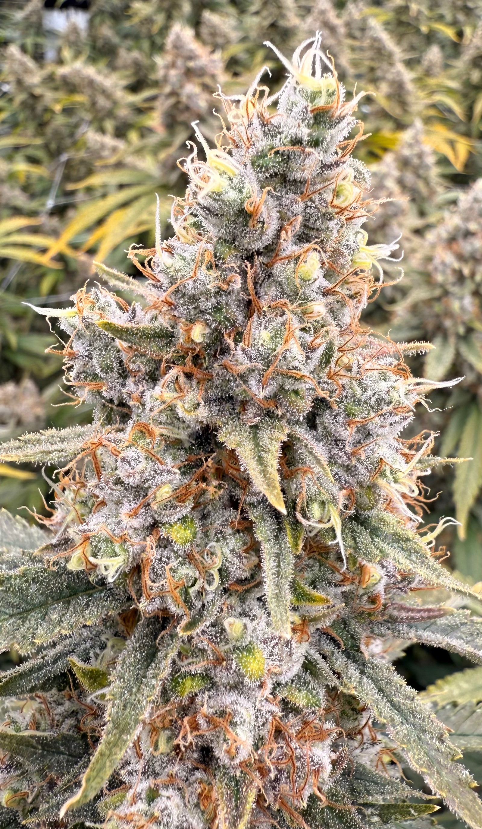 Photograph of product: Victory Natural Farms Flower 3.5g- Acapulco Gold