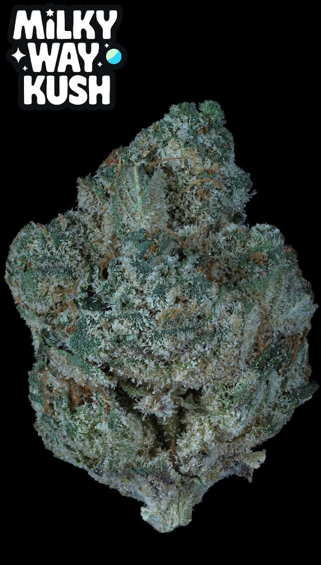 Photograph of product: Prolific | Milky Way Kush | Flower| 3.5g | Hybrid