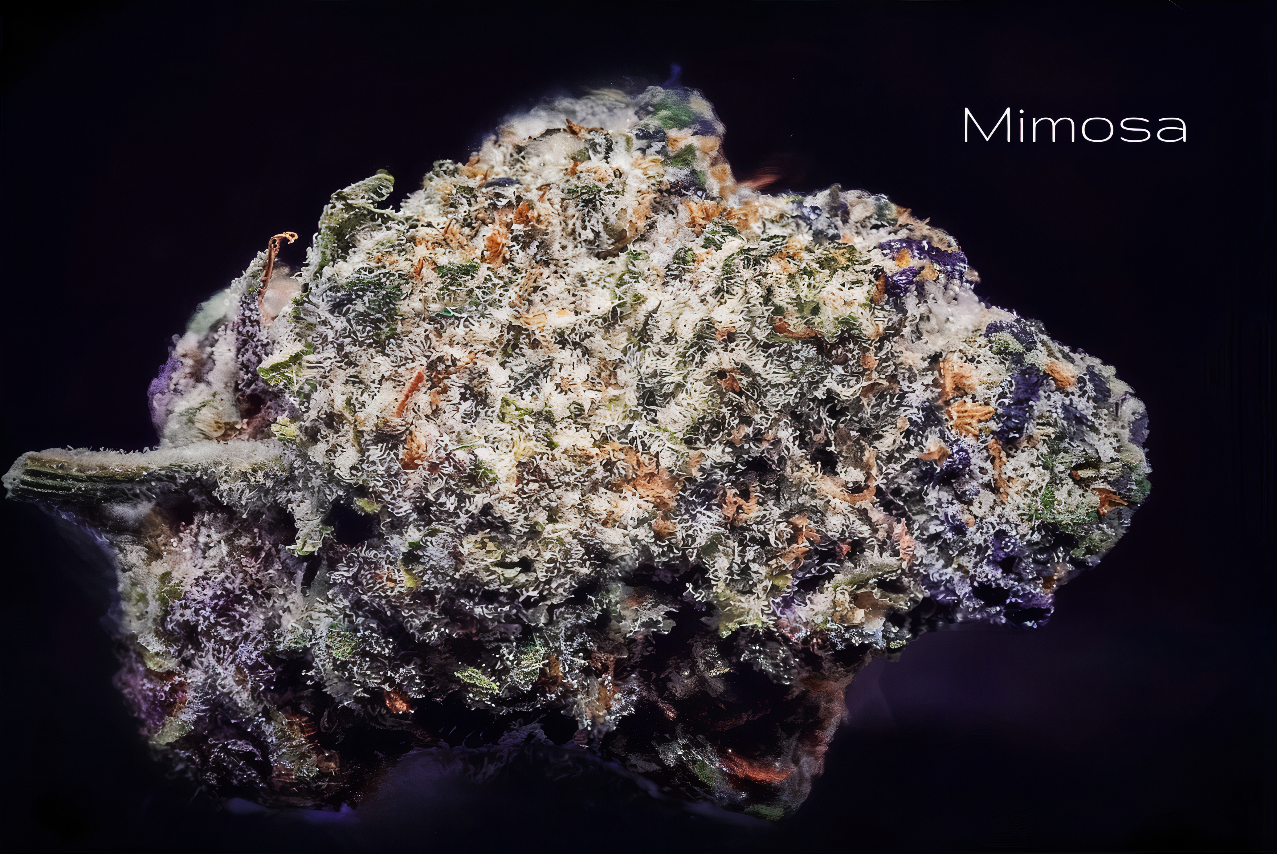 Photograph of product: Mimosa Popcorn - 28g