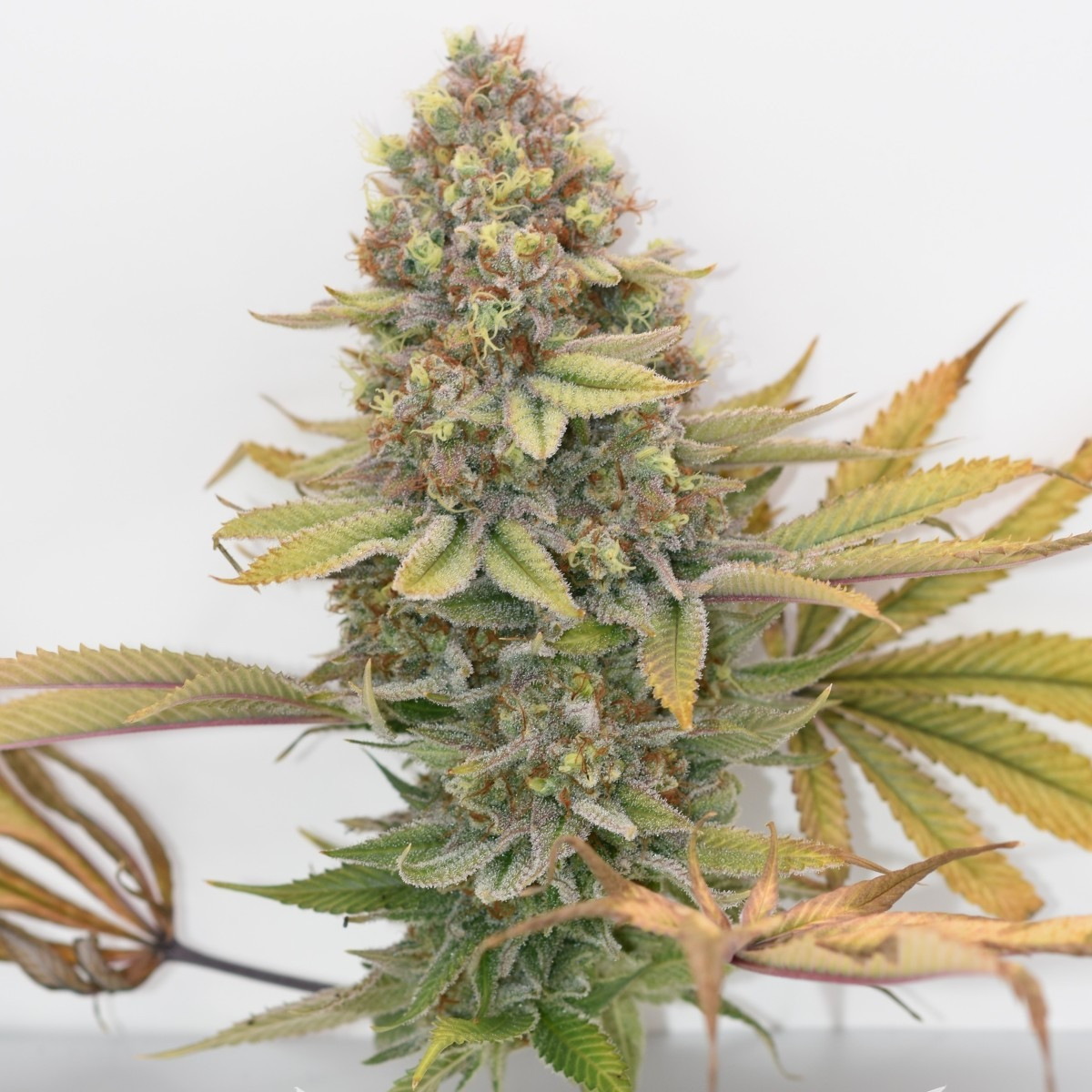 Photograph of product: Pinnacle Valley | Shire 2.0 | Bulk Flower (2) - 28g