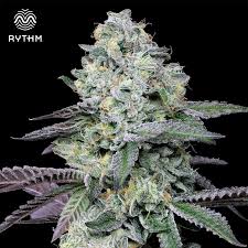 Photograph of product: Rythm 3.5g Indicol BBF 00323