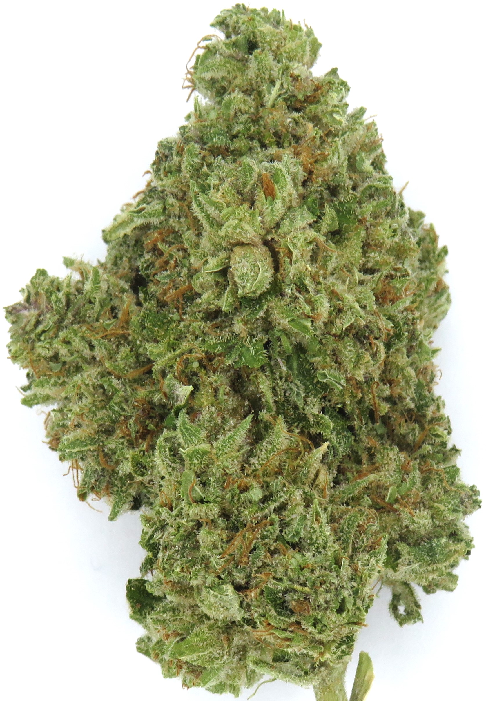 Photograph of product: Zaagen-Dazs | Redbud Roots - 1g