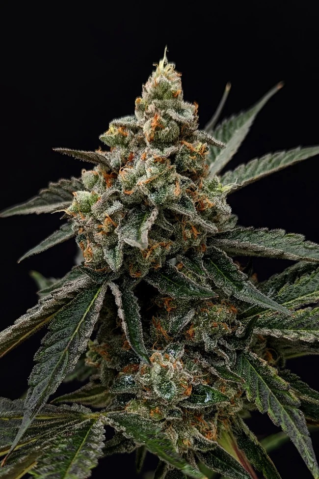 Photograph of product: Fruitstripez Flower | 3.5g - Organically Grown in Living Soil