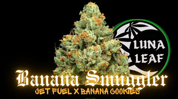 Photograph of product: LUNA LEAF | Banana Smuggler | Pre Roll (I)