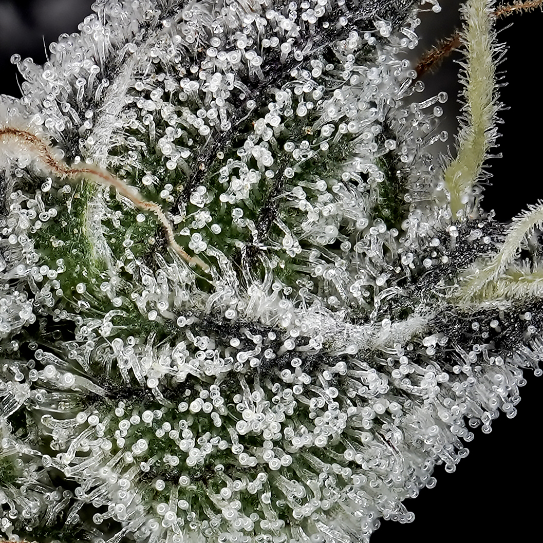Photograph of product: 3.5G MEGA MIND PRE-PACKED
