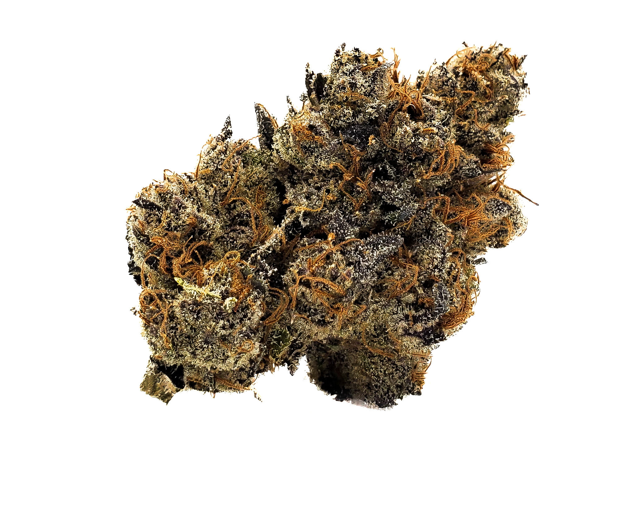 Photograph of product: Focus North | Runtz - 14g