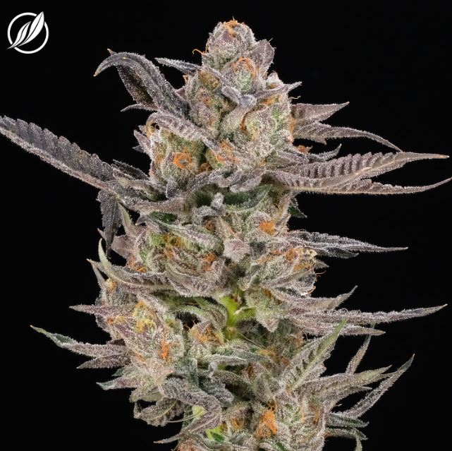 Photograph of product: Emerald Kush Flower S 25740 (3.5g)