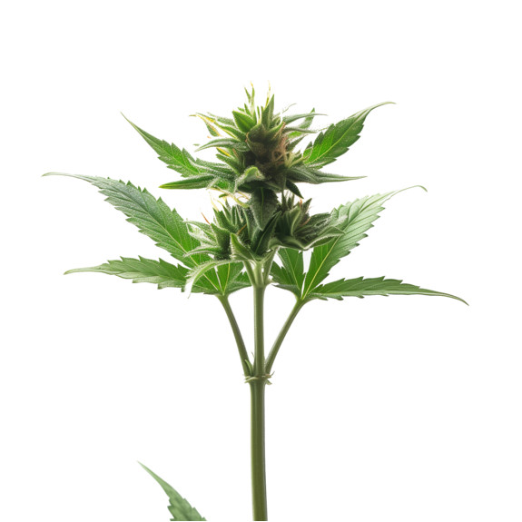 Photograph of product: $50 - Tokyo - Jokerz Candy Clone
