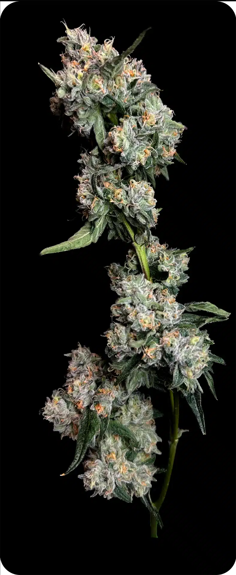 Photograph of product: RVR | ArkanZA | Flower | 3.5g