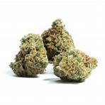 Photograph of product: Amnesia | Apple Burst | 1.3G Glass Tip Bubble au chocolat Infused Pre-Rolls
