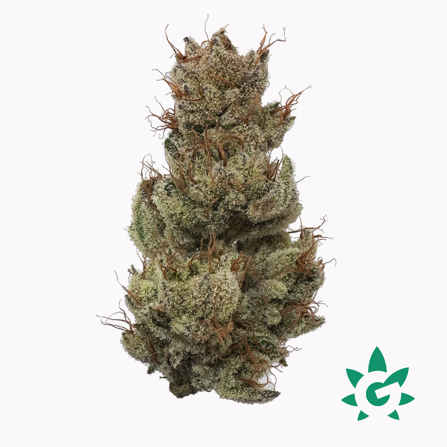 Photograph of product: (REC) Grease Monkey Buds - Dutch Touch Genetics