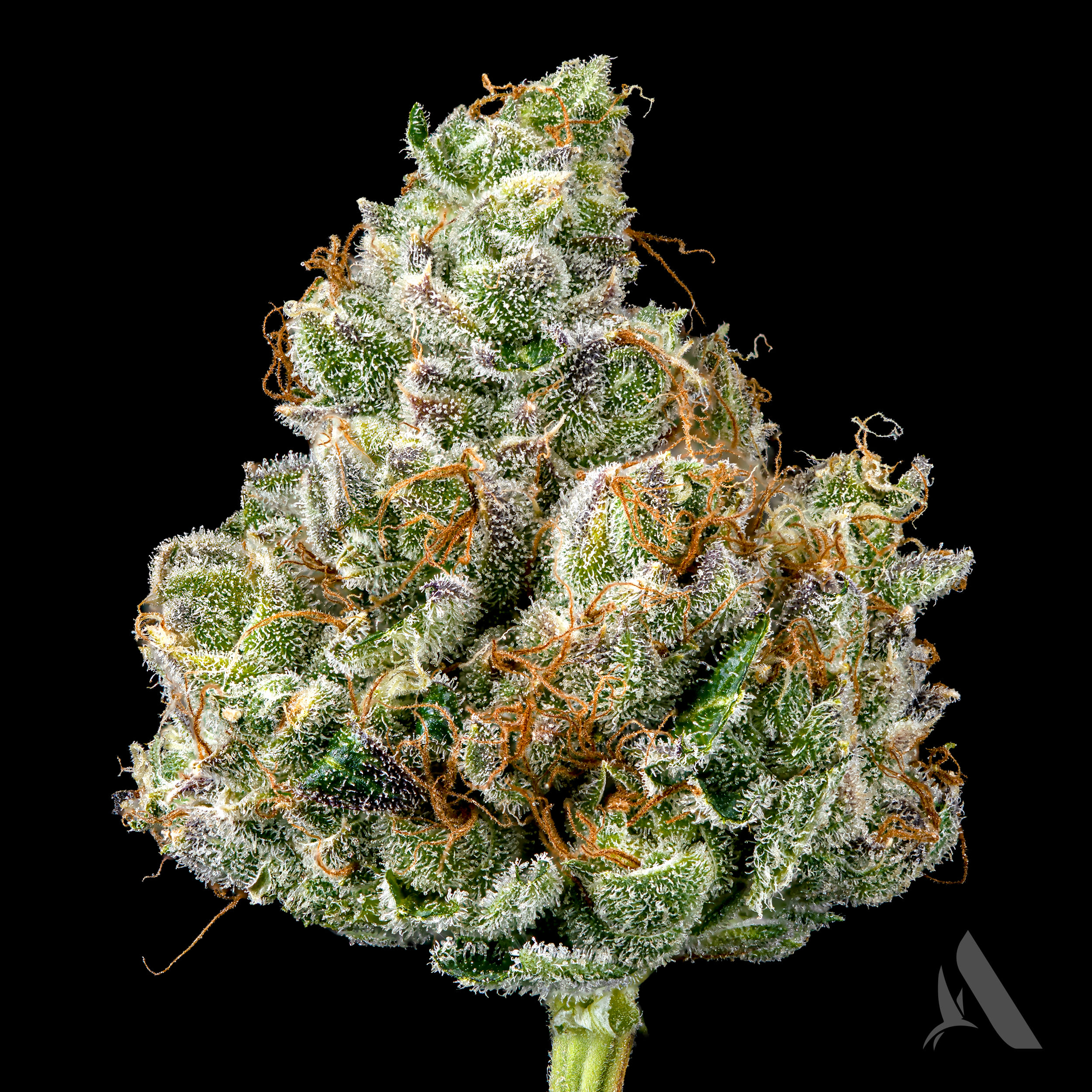 Photograph of product: Affinity Lemon Delight Whole Flower 27.37% (H) 3.5g - 00541