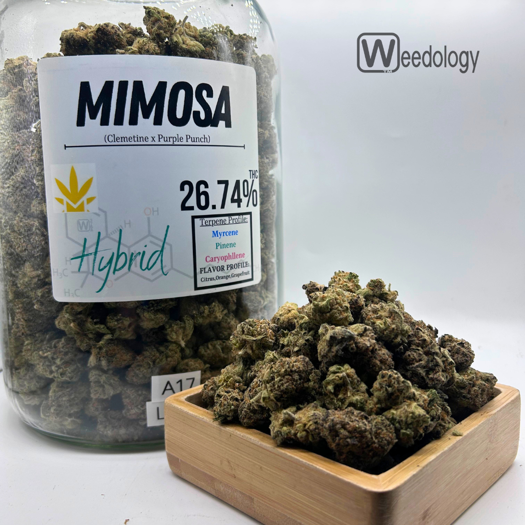 Photograph of product: Mimosa (H) - 28g