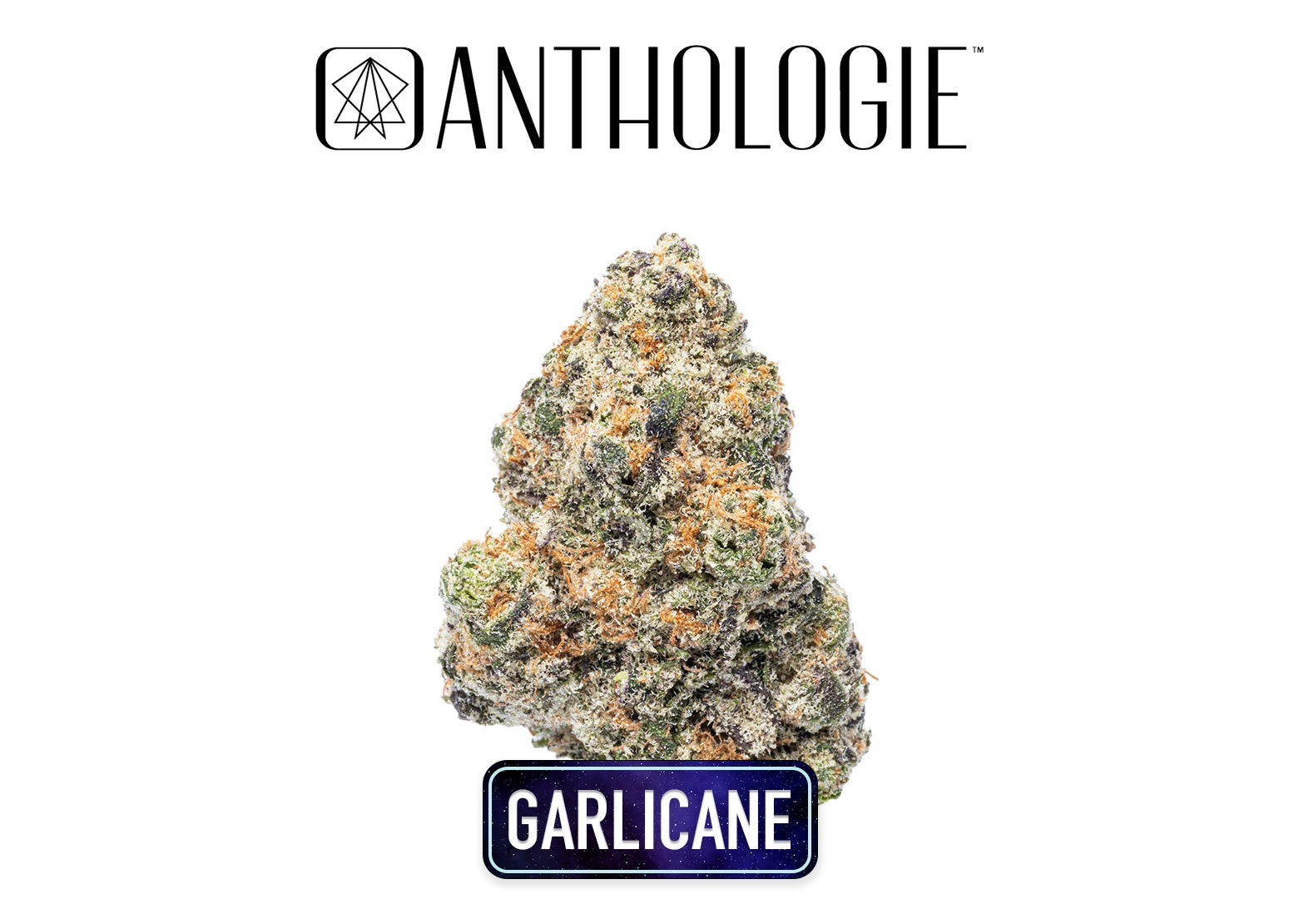 Photograph of product: Anthologie Garlicane Flower 3.5g