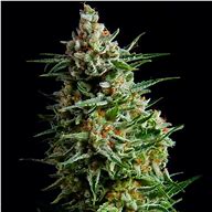 Photograph of product: emeraldrose super skunk - 3.5g