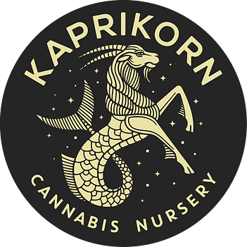 Photograph of product: Cured Resin Budder - 2g Kaprikorn - Dark Queen