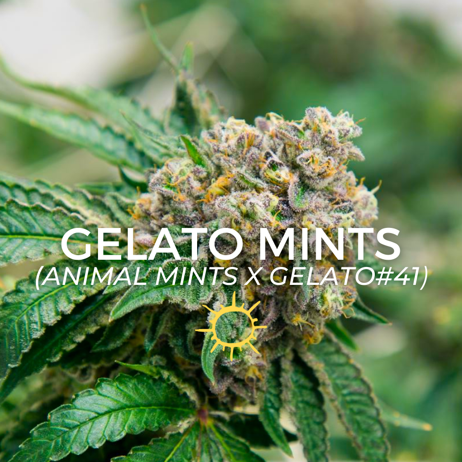 Photograph of product: Gelato Mints - 14g
