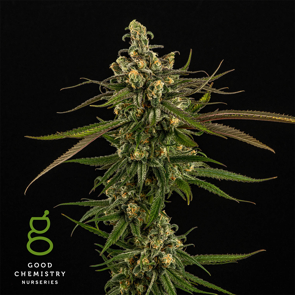 Photograph of product: Blue Dream - 28g