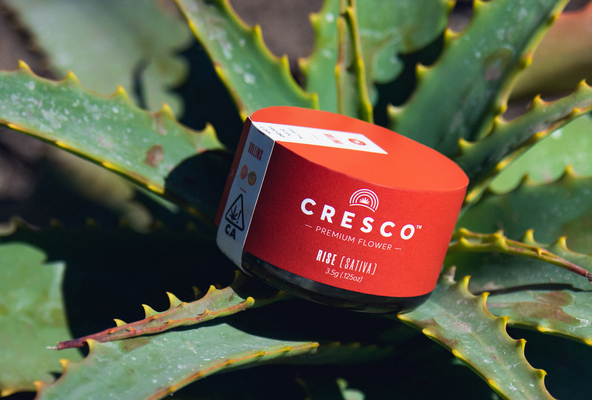 Photograph of product: Cresco Gastropop (S) Flower 3.5g