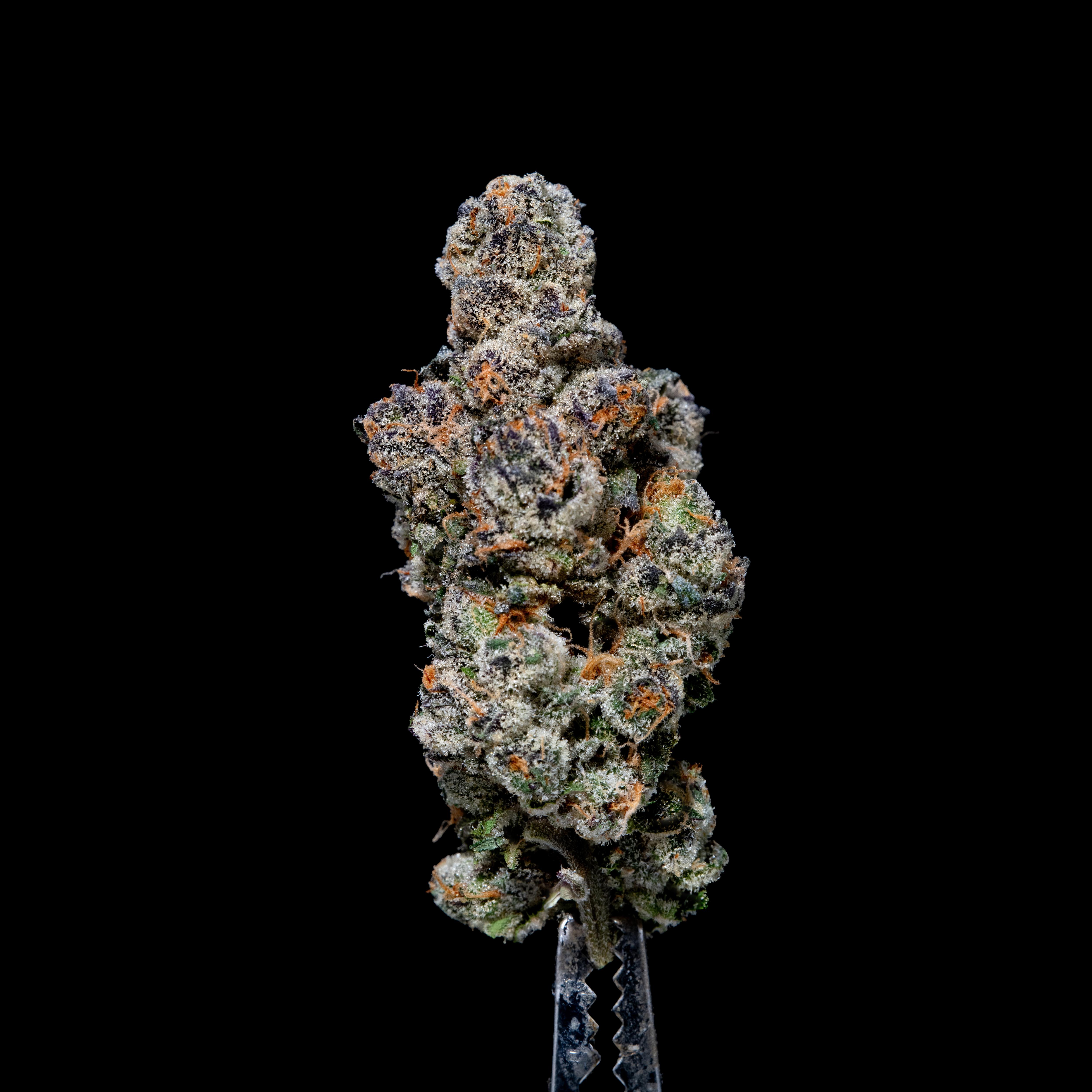 Photograph of product: Gud Gardens Red Delicious *Indoor* - 28g